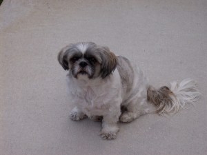 Beau 2008 so handsome