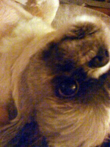 Beau 2009 hanging out