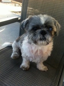 Beau after Critter Oil bath3