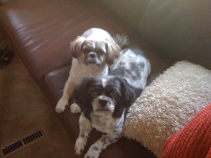 Beau and Lou-Lou in the coach Dec 2010