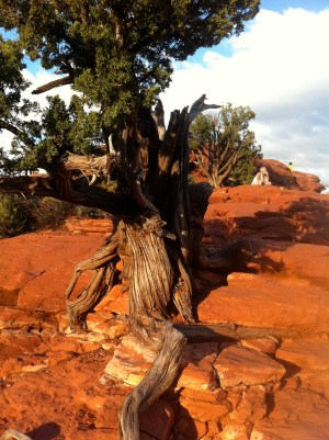 a-magical-energy-tree